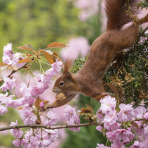 Eichhörnchen - Foto: Dagmar Esfandiari