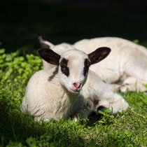 Lamm - Foto: Holger Tobuschat