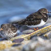 Foto: Holger Tobuschat