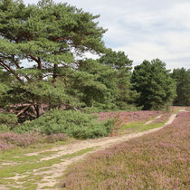 Heideweg - Foto: Volker Svensson