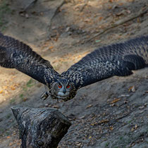 Uhu, Wildpark Schwarze Berge - Foto: Hans Dieckmeyer