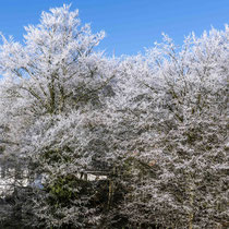 Raureifblüte   -   Foto:   Adolf Dobslaff