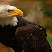 Bald eagle - Foto: Aida Thuresson