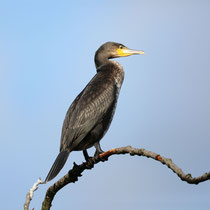 Kormoran - Foto: Ulrich Beeck