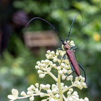 9. Platz 182 Pkt. Aromia moschata - Foto: Pertti Raunto