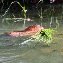 Bisamratte im Neuwiedenthaler Graben - Foto: Volker Svensson