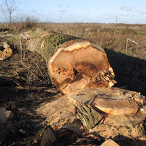 Verlust, Baumfällung Nähe des Moorgürtels wegen A26 - Foto: Gerd Jürgen Hanebeck