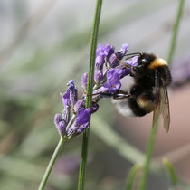 Hummel -   Foto: Uta Svensson