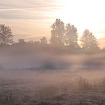 Herbstmorgen, Neuwiedenthal - Foto: Uta Svensson