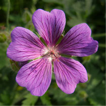 Storchschnabel - Geranium Hybride - Foto: Gerd Jürgen Hanebeck