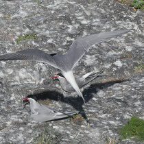 Eifersucht unter Küstenseeschwalben - Ort: Eidersperrwerk - Foto: Gesine Schwerdtfeger