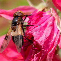 Waldschwebfliege - Foto: Britta Hamann