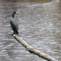 Wie sollen bei diesem Wetter die Flügel trocknen - Foto: Pertti Raunto