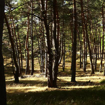 Fischbeker Heide - Foto: Elvira Lütt