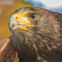 15. Platz 135 Pkt. Seeadler - Foto: Adolf Dobslaff