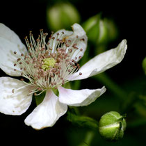 18 Obstblüte - Foto: Dagmar Esfandiari