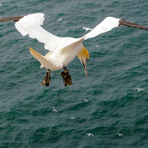 Tölpel, Helgoland - Foto: Monika Stock