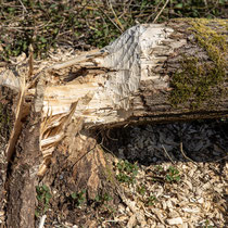 Biberspuren, Feuchtgebiet Rethwisch - Foto: Pertti Raunto