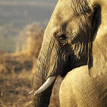 Uganda, Murchison Falls NP - Foto: Dagmar Esfandiari