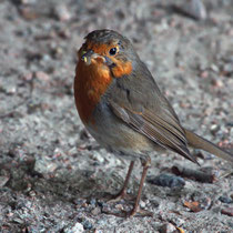 Rotkehlchen - Foto: Hans Dieckmeyer