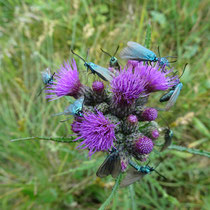 Überbevölkerung, Ampfergrünwidderchen - Foto: Gesine Schwerdtfeger