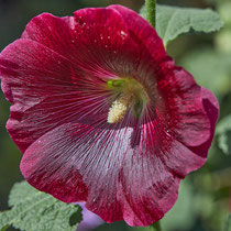 Stockrose, Arboretum - Foto: Pertti Raunto