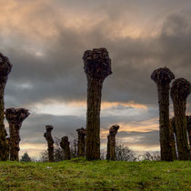 Woodhenge - Foto: Michael Wohl-Iffland