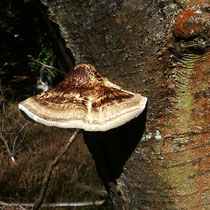 Fischbeker Heide - Foto: Elvira Lütt