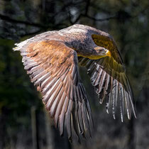 Seeadler adult - Foto Adolf Dobslaff