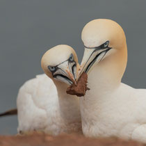 Solider Nestbau bewährt sich - Foto: Janine Brauneis