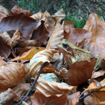 Grasfrosch - Ort: Kleckerwald - Foto: Hans Dieckmeyer