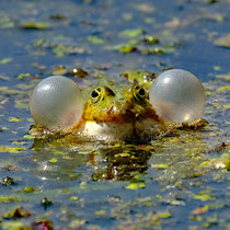 Frosch - Foto: Romana Thurz