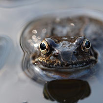 20 Moorfrosch - Jörg Recoschewitz