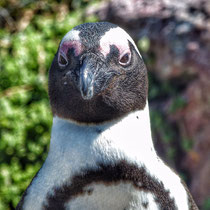 Pinguin - Foto: Michael Wohl-Iffland