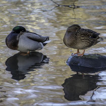 Foto: Gesche Andresen