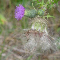 Foto: Gesine Schwerdtfeger