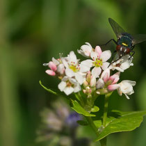 Fliege auf Blüte - Foto: Hans Dieckmeyer