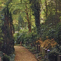 17. Platz mit 158 Pkt.   ,,Grabbäume" - Harburger Friedhof - Khaled Ulaiyan