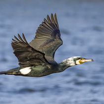 Kormoran - Foto Adolf Dobslaff