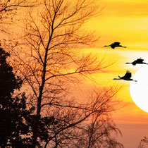 Kraniche im Abendlicht, Darß Pramort, Ostsee - Foto: Adolf Dobslaff