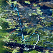 Becher-Azurjungfer im Moorgürtel - Foto: Elvira Lütt