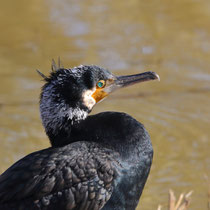 Kormoran - Foto: Uta Svensson