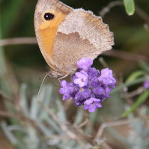 Schmetterling   -   Foto: Uta Svensson