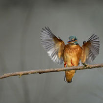 Eisvogel im Anflug - Ort: Junkernfeldsee - Foto: Dr. Reinhard Feldhaus