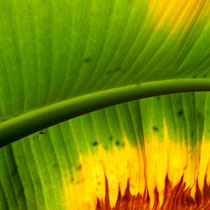 Bananenblatt im Gegenlicht - Foto: Willi Heinsohn