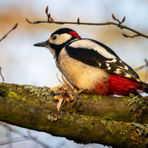 Specht  - Foto: Holger Tobuschat