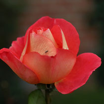 Rose, Neuwiedenthal - Foto: Uta Svensson