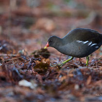 Teichhuhn - Foto: Pertti Raunto