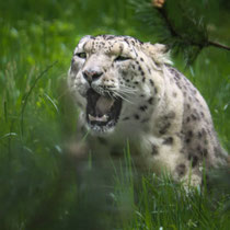 Schneeleopard, Wildpark Lüneburger Heide - Foto: Adolf Dobslaff