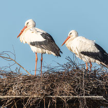 Die ersten Störche, Vier- und Marschlande - Foto: Adolf Dobslaff